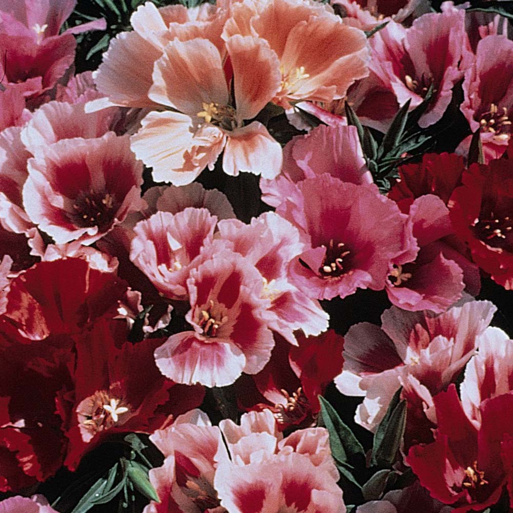 معرفی و راهنمای پرورش گیاهان زینتی فضای باز - گل ریحانی